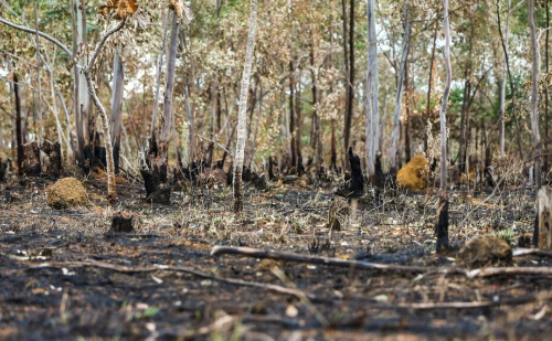 Queimadas recordes expõem fragilidade ambiental sob governo Lula