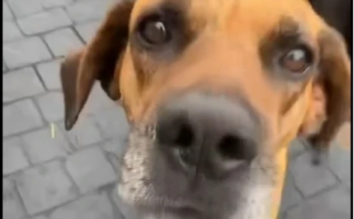 Cachorro vivia nas ruas e foi achado sem vida com marcas de tiros em MG; suspeito já havia ameaçado matar cães de rua