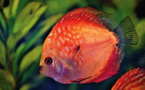 Exportação de peixes ornamentais ao Uruguai é liberada