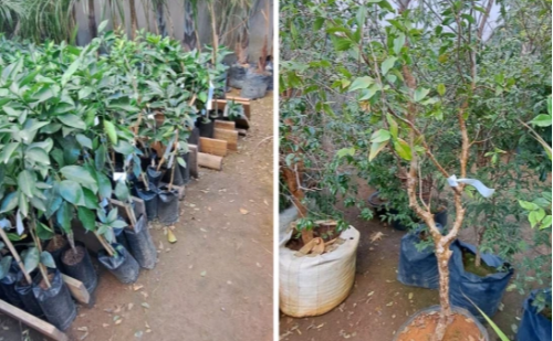 Dono de floricultura é preso por furtar R$ 300 mil em plantas de rival