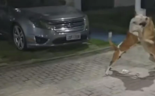 Pitbull morde criança e causa pânico em condomínio na Pavuna; moradores relatam ataques do animal, que circula sozinho