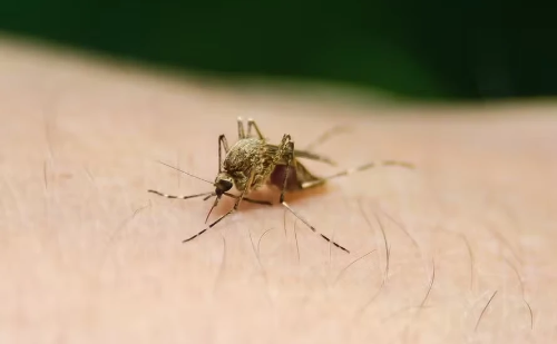 Brasil enfrenta surto de febre amarela com 47 mortes em 2025