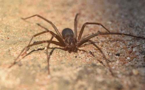 Necrose no mamilo: jovem é internada após picada de aranha-marrom em SC