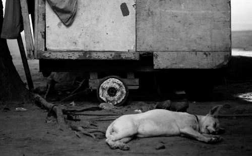 Homem morre de frio após recusar abrigo para não abandonar seu cachorro