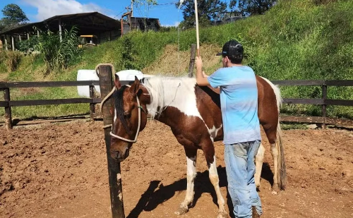 Surto letal: ração contaminada mata nove cavalos em Guarulhos
