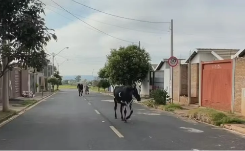 Cavalos, bois e vacas soltos colocam vidas em risco em Rio Preto
