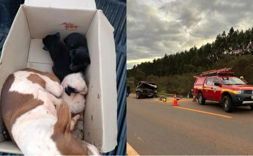 Três morrem em colisão e apenas cadela com filhotes sobrevive em MG