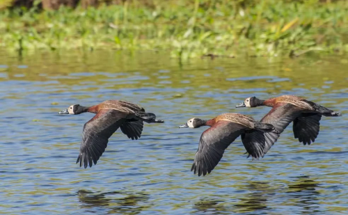 Novos casos de gripe aviária são detectados em aves no Parque do Ibirapuera, SP