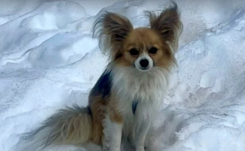 Após queda em geleira, homem é salvo com ajuda de seu chihuahua