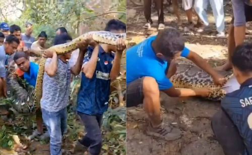 Homem é encontrado morto dentro de cobra píton de 8 metros na Indonésia