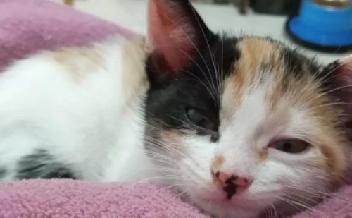 Prazo para edital de microchipagem de cães e gatos em Minas Gerais termina em 11/7