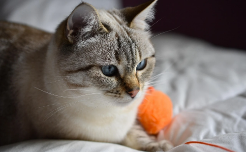 Casos de esporotricose disparam e gatos se tornam foco de alerta sanitário