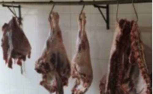 Abatedouro clandestino é descoberto em MG com animais mortos de forma cruel
