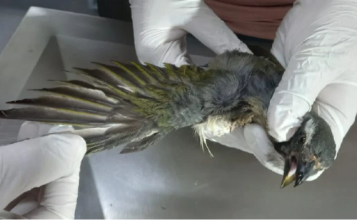 Em MG, aves traficadas passam por reabilitação e retornam à natureza