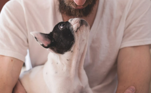 Tutores alérgicos podem conviver com cães com cuidados simples, diz associação