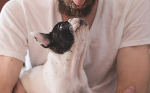 Tutores alérgicos podem conviver com cães com cuidados simples, diz associação