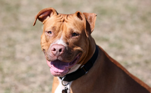 Santa Catarina restringe circulação e cria regras para cães da raça pitbull