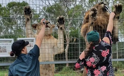 Leoa ataca mulher e arranca braço em zoológico na Austrália