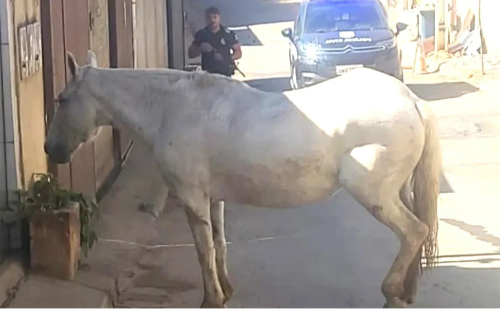 Éguas Mangalarga Marchador furtadas em fazenda de MG são recuperadas e três jovens são detidos