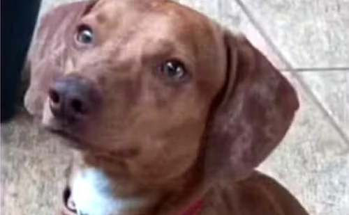 Tutora desmaia ao encontrar cachorro morto com pescoço cortado na garagem de casa em SP