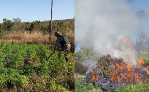 Brasil e Paraguai destroem mais de mil toneladas de maconha em megaoperação