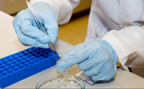 Pesquisadores da USP têm avanço em vacina contra o vírus zika; testes com camundongos indicam eficácia e segurança do imunizante