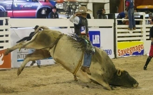 Justiça de MG impede realização de rodeios e eventos com animais em cidade do interior