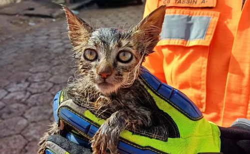 Gatinha é resgatada com vida após cinco dias presa em cano em MG