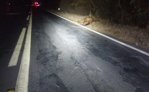 Colisão com cavalo na pista causa morte de motociclista na MGC-202