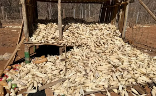 Menor é localizado com drogas e punhal escondido em paiol após matar jovem em Minas Gerais