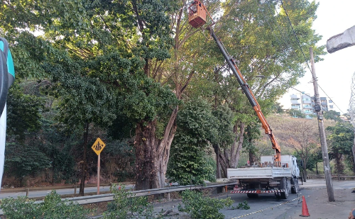 Árvore será retirada na Av. Gerasa por risco à galeria pluvial em Ipatinga; confira nova rota