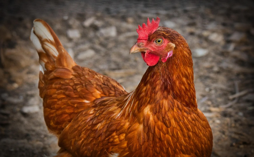 Gripe aviária: Brasil confirma quatro focos ativos em aves silvestres e domésticas