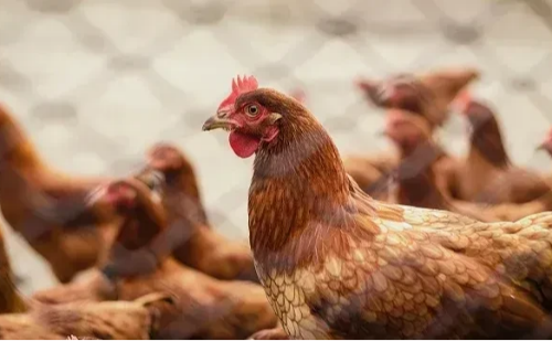 Gripe aviária é confirmada em sítio de Minas Gerais