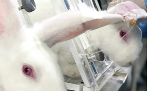 Nova lei proíbe testes em animais na indústria de cosméticos