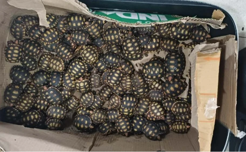PRF flagra homem com 600 jabutis escondidos em malas de ônibus