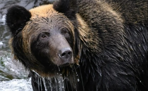 Ataque de urso deixa idosa inconsciente no Japão