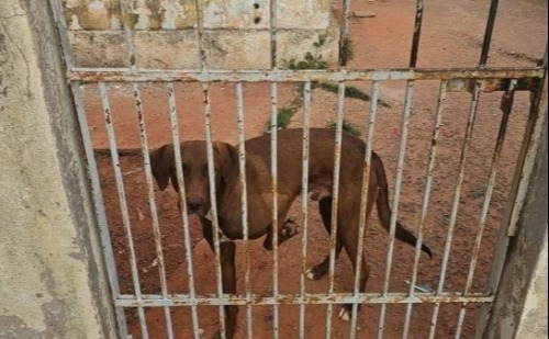 Cão é resgatado em casa abandonada após denúncia de maus-tratos em MG