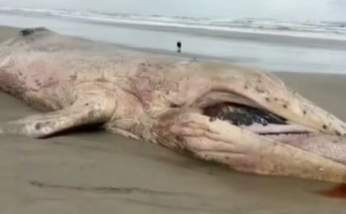 Cena impressiona banhistas: baleia jubarte aparece morta em praia de SP