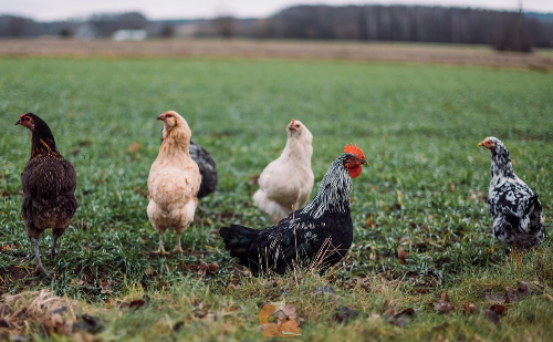 Exportações de carne de frango crescem em julho após alívio nas restrições