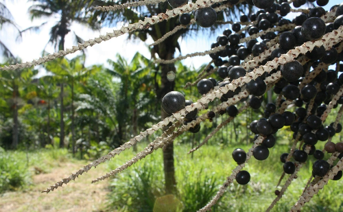 Açaí brasileiro conquista espaço e abre portas no mercado chinês