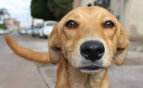 Minas lança Agosto Caramelo para combater abandono de animais