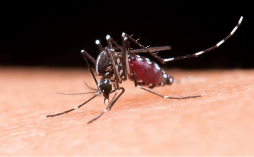 OMS adverte para risco global de epidemia de Chikungunya, com Brasil no topo de casos e mortes