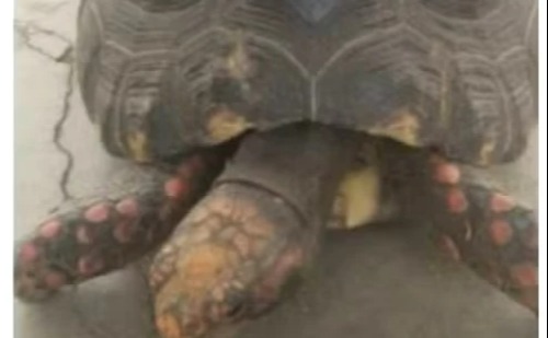 Morador de MG é autuado em R$ 19 mil por criar jabuti ameaçado de extinção