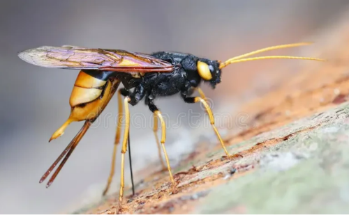 Setor florestal evita perdas milionárias com combate à vespa-da-madeira