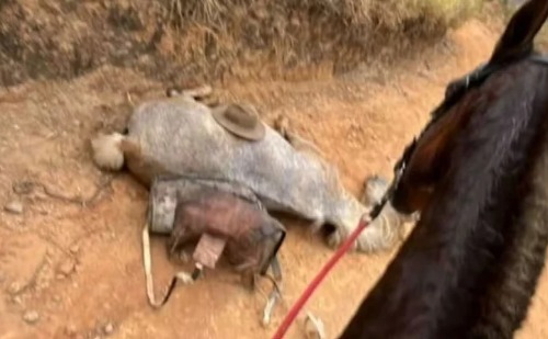 ‘Eu fiquei sem reação na hora, não soube o que fazer’, diz homem que alega inocência após filmar amigo mutilando cavalo com facão