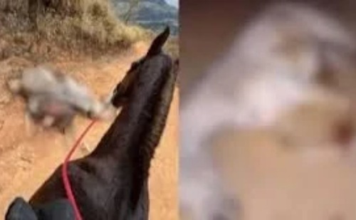 Cavalo tem patas mutiladas com facão, morre e caso gera indignação nacional