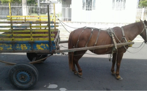 BH discute fim de cargas em cavalos com lei que entra em vigor em 2026