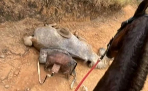 Cavalo mutilado por jovem é enterrado em Bananal após perícia policial