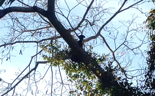 Cão é resgatado a 10 metros de altura em árvore em MG