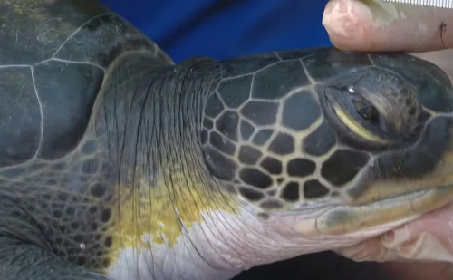 Saúde de tartarugas melhora com despoluição da Baía de Guanabara
